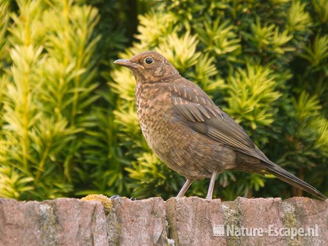 Merel, juveniel tB4 100809