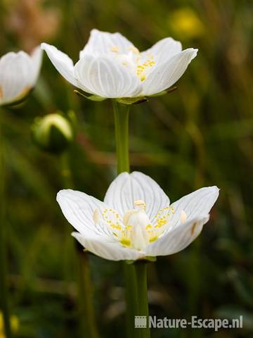 Parnassia, NHD Egmond 4 110809