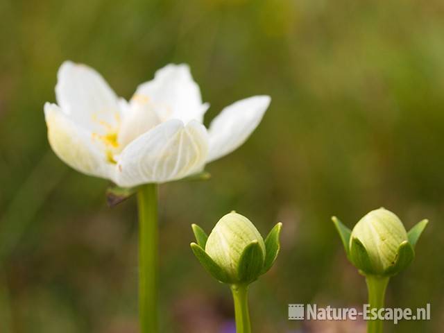 Parnassia, NHD Egmond 8 110809