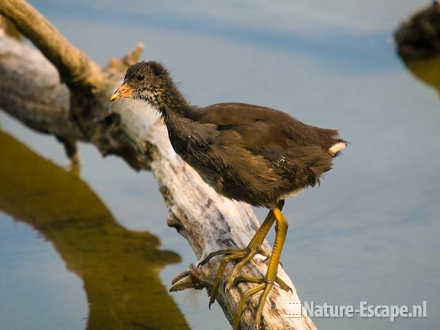 Waterhoen, jong, juveniel, Hijm NHD Castricum 6 100809