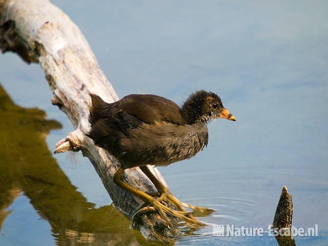 Waterhoen, jong, juveniel, Hijm NHD Castricum 9 100809