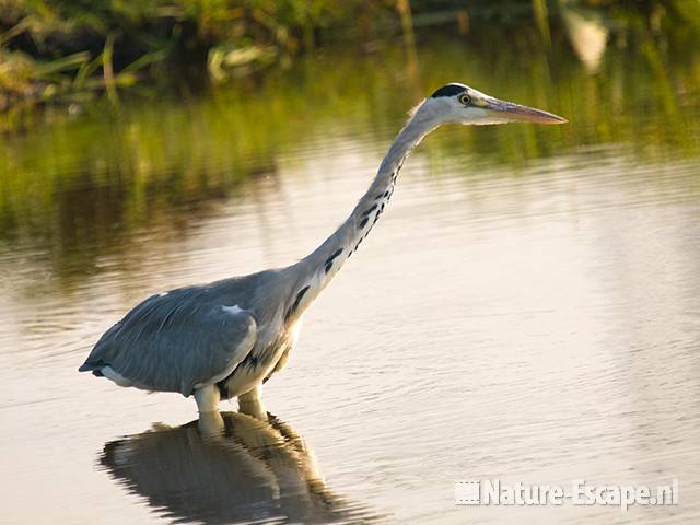 Blauwe reiger, jagend, de Reef 12 190909