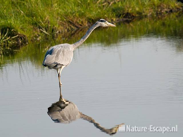 Blauwe reiger, jagend, de Reef 2 190909