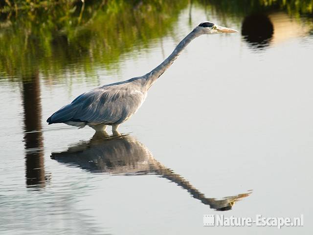 Blauwe reiger, jagend, de Reef 7 190909