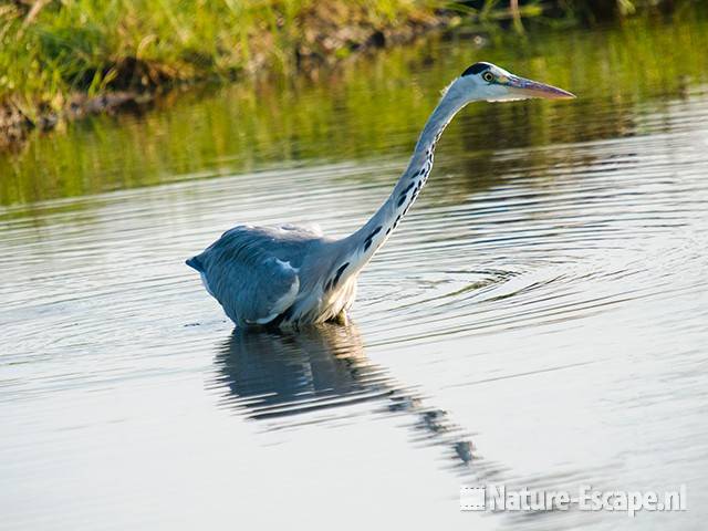 Blauwe reiger, jagend, de Reef 8 190909