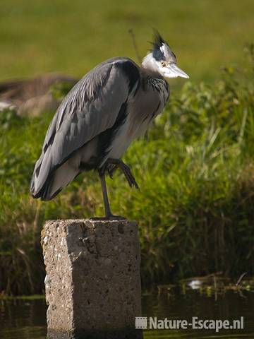 Blauwe reiger, op paal, Hekslootpolder, Spaarndam 1 181009