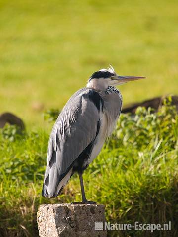 Blauwe reiger, op paal, Hekslootpolder, Spaarndam 2 181009