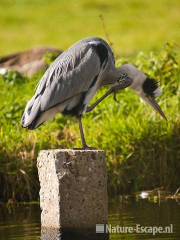 Blauwe reiger. op paal, krabbend, Hekslootpolder, Spaarndam 1 181009