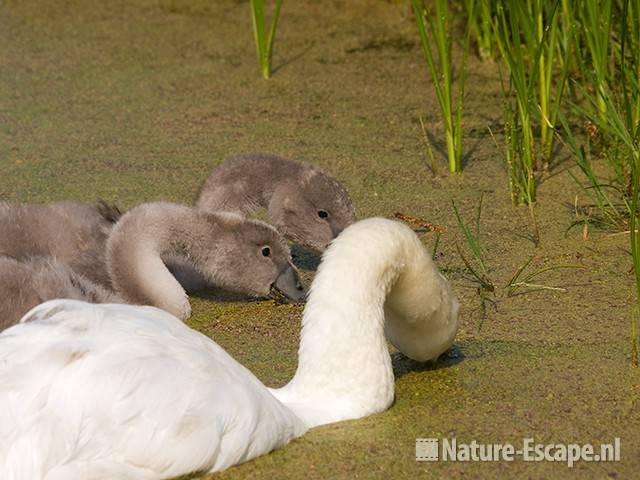 Knobbelzwaan, met juvenielen, foeragerend, Spaarnwoude 2 160709