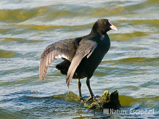 Meerkoet, balancerend, Hijm NHD Castricum 1 160909