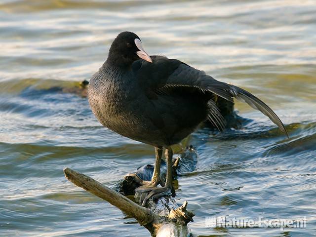 Meerkoet, balancerend, Hijm NHD Castricum 3 160909