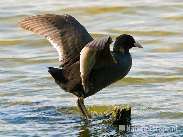 Meerkoet, balancerend, Hijm NHD Castricum 4 160909