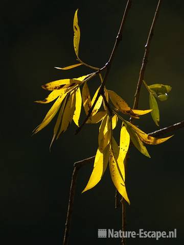 Wilg, schietwilg, blad met herfstkleuren, Avifauna 1 180909