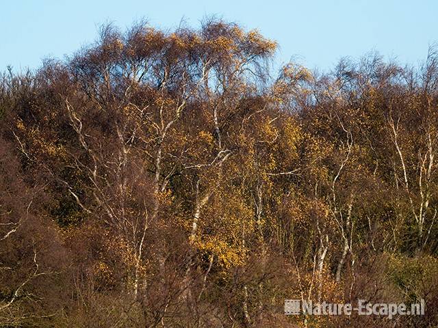 Berken, herfstkleur in bosrand NPZK MHD1 201109