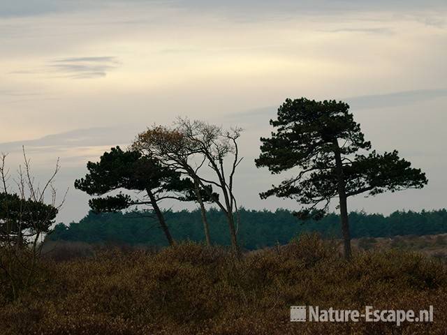 Bomen , dennen en zomereiken NPZK MHD3