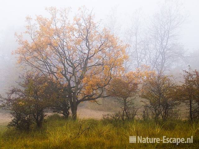 Boompejs, herfstkleuren, in de mist, AWD1 231009