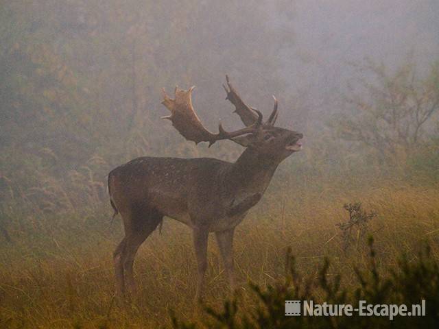 Damhert, bok, burlen, in de mist, AWD3 231009