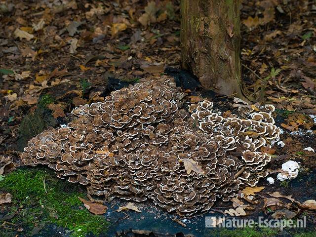 Elfenbankjes, Elswout  1 301009