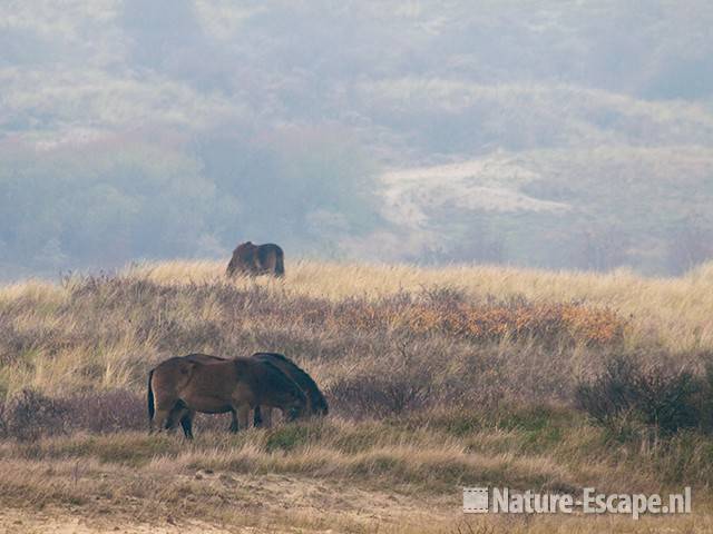 Exmoor pony's, grazend, in mist, Doornvlak NHD1 211109