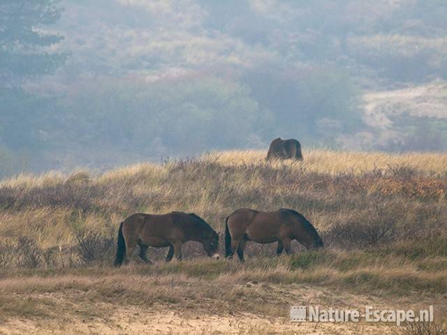 Exmoor pony's, grazend, in mist, Doornvlak NHD3 211109