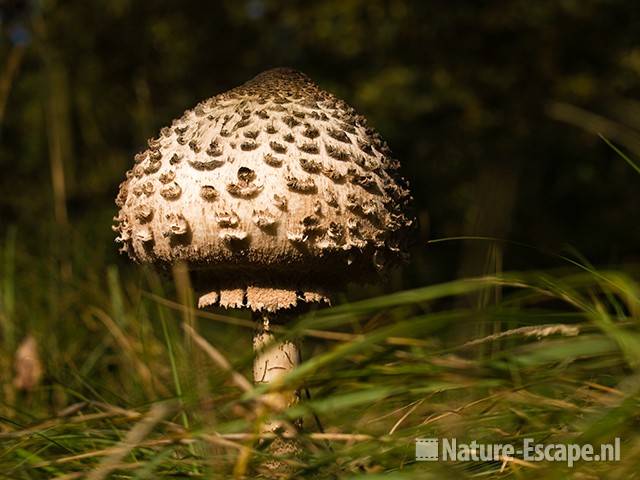 Grote parasol, hoed ontvouwend, AWD2 231009