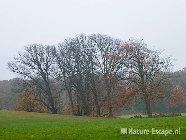 Linden en beuk, Elswout 1 301009