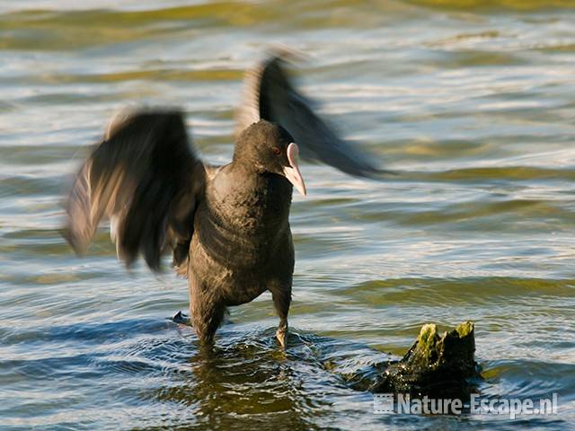 Meerkoet, balancerend, Hijm NHD Castricum 7 160909