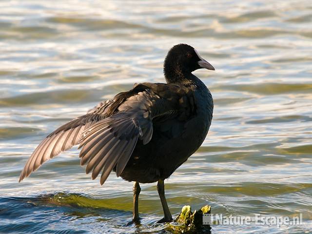 Meerkoet, balancerend, Hijm NHD Castricum 9 160909