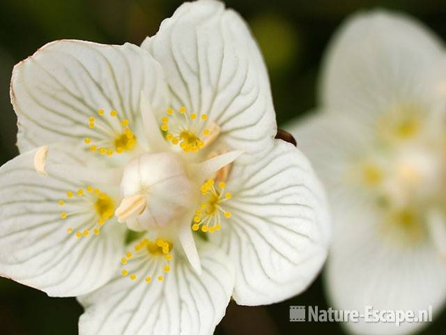 Parnassia, NHD Egmond 13 110809