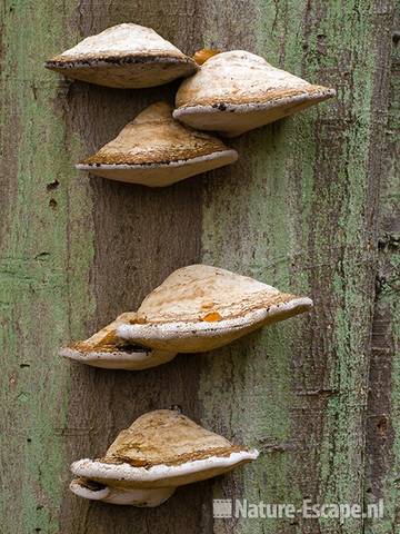 Platte tonderzwam, op dode beuk, Elswout 1 301009