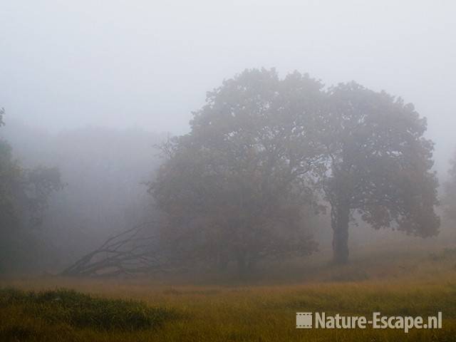 Zomereik, eiken en dode boom, mist, AWD 1 231009