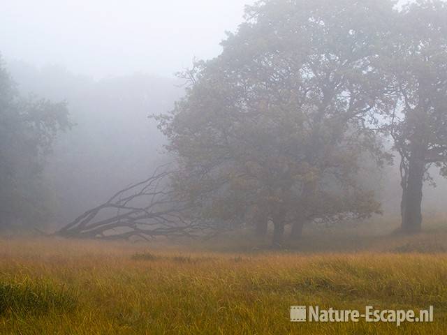 Zomereik, eiken en dode boom, mist, AWD 2 231009