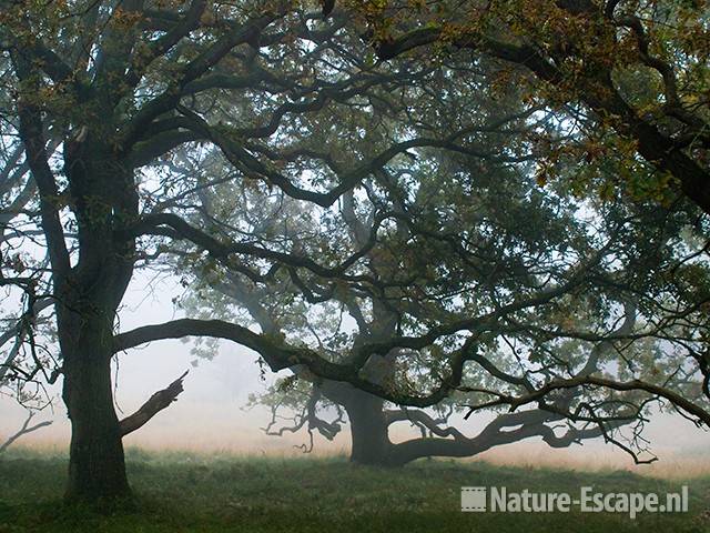 Zomereik, kronkelige, grillige eiken, in de mist AWD3 231009