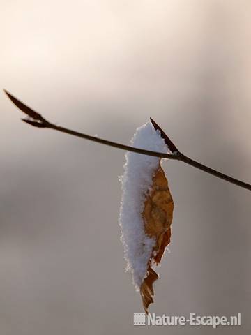 Beuk, bruin blad met sneeuw, NHD Castricum 020110