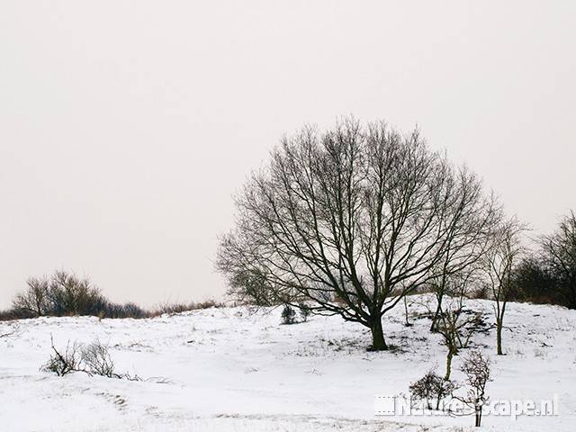 Boom, boomsilhouet, tegen besneeuwde helling AWD1 150110