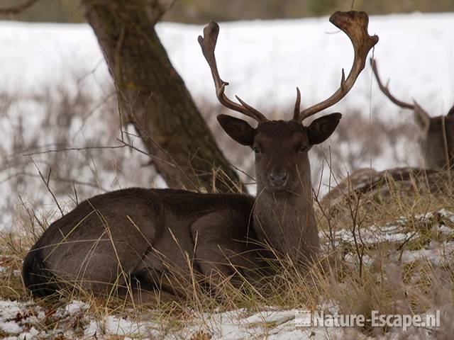 Damhert, bok, donkere variatie, rustend in sneeuw, AWD1 231209