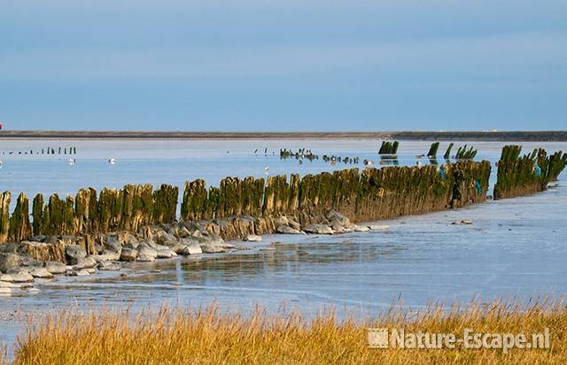 Het wad bij Moddergat 1 111209