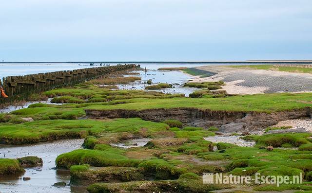 Het wad bij Moddergat 4 111209