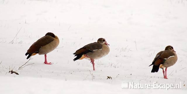 Nijlganzen, drie op een rij, AWD1 231209