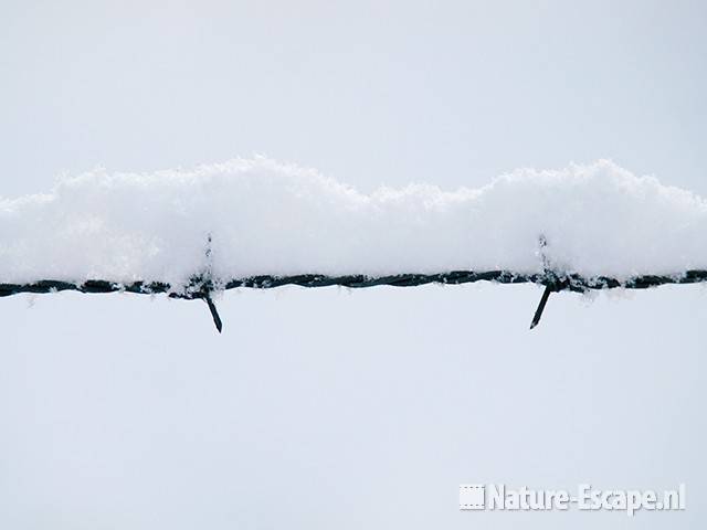 Sneeuw op prikkeldraad, NHD Castricum 1 020110
