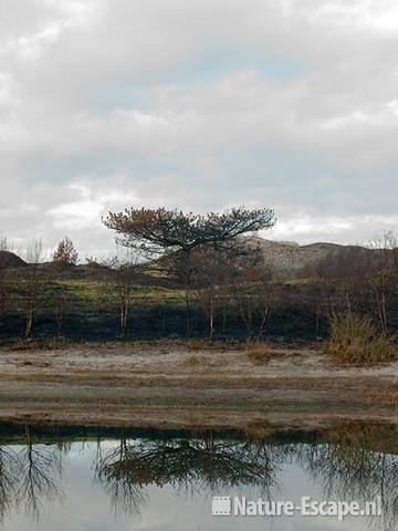 Verschroeide aarde en den met reflectie in Vogelmeer, SBB Schoorl 2 281209