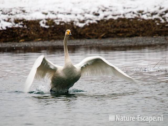 Wilde zwaan, opvliegend, AWD1 150110