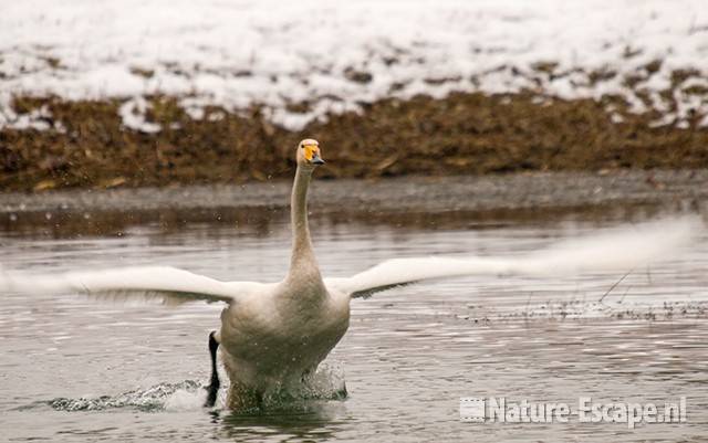 Wilde zwaan, opvliegend, AWD2 150110