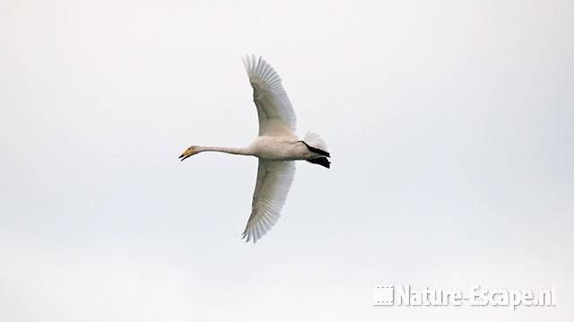 Wilde zwaan, vliegend, roepend in vlucht, Hijm NHD Castricum 1 020110