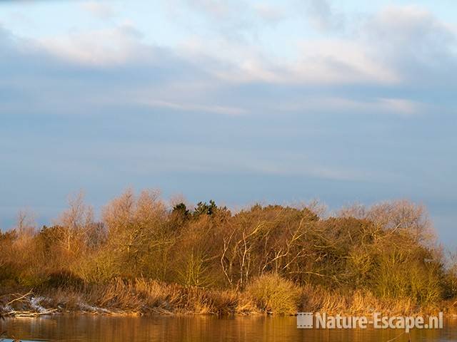 Winterlicht, op bosje bij het Hoefijzermeer NHD Castricum 1 191209