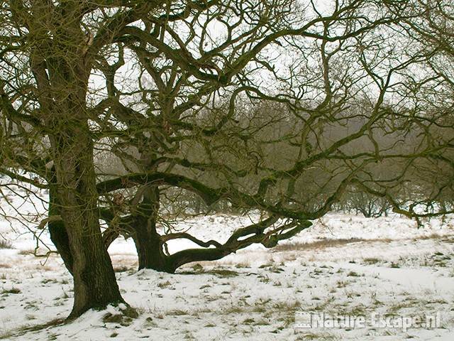 Zomereik, kronkelige eiken in de sneeuw, AWD1 231209