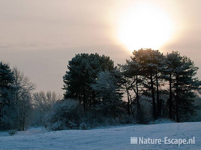 Zon achter dennen, duinlandschap sneeuw NHD Castricum 1 020110