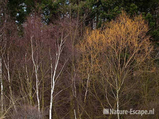 Berken en wilgen, jonge gekleurde twijgen, AWD1 130310