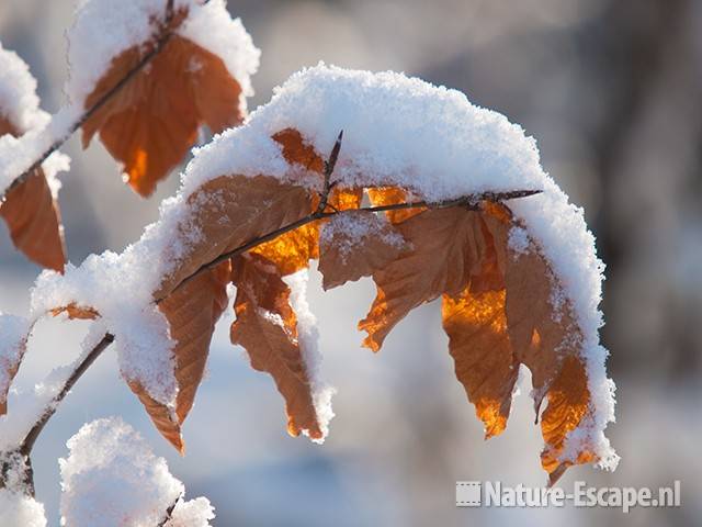 Beuk, bruin blad met sneeuw, NHD Heemskerk 1 300110