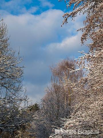 Boomkruinen tussen wolkenlucht en besneeuwd, NHD Heemskerk 1 300110